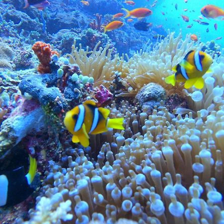 White Coral Rasdhoo Hotel ภายนอก รูปภาพ