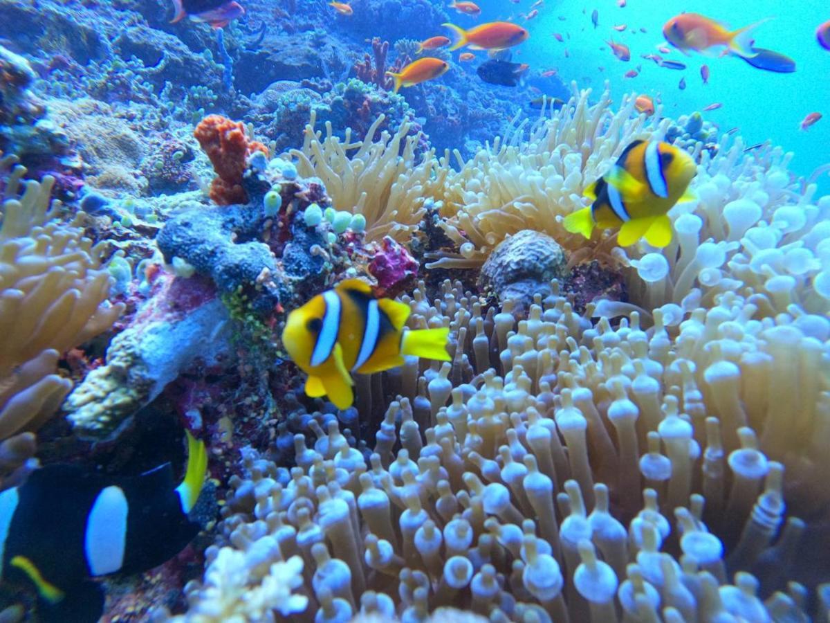 White Coral Rasdhoo Hotel ภายนอก รูปภาพ